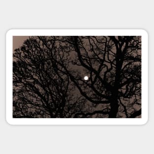 CANT SEE THE MOON FOR THE TREES Sticker